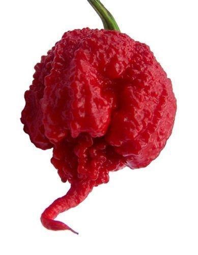 Carolina REAPER - 100g świeża papryka SUPER OSTRA !