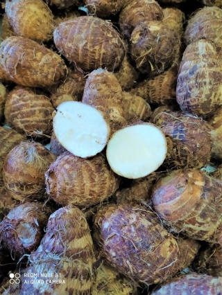 Eddo świeży " włochaty ziemniak " 10kg ( cały karton) - Costa Rica