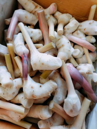 GALANGAL ŚWIEŻY 1 kg - na astmę, cukrzycę , wirusy