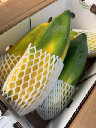 Górska świeża papaya, papaja , Mountain Papaya lub Chamburo , Papayuela, - 1 sztuka