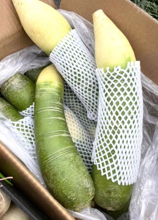 Green Radish, świeża Zielona Rzodkiew Chińska 1kg- Chiny