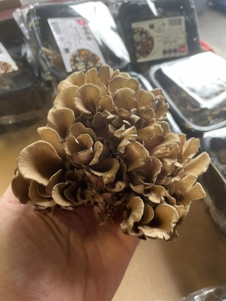 Grzyby MAITAKE UNIKAT świeże 150g tzw " tańczący grzyb" -paczka