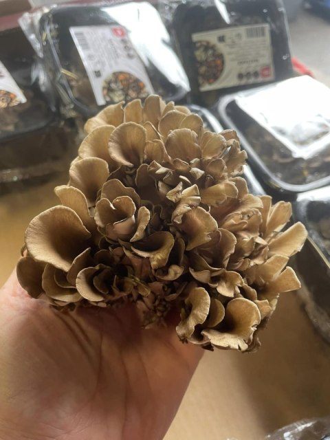 Grzyby MAITAKE UNIKAT świeże 150g tzw " tańczący grzyb" -paczka