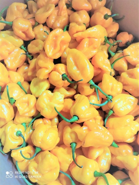 HABANERO ŻÓŁTA PAPRYKA ŚWIEŻA 1kg OSTRA!!!