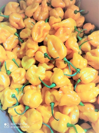 Habanero żółta świeża i ostra 500g - Holandia