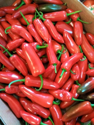 JALAPENO CZERWONA PAPRYKA ŚWIEŻA 1kg - ostra