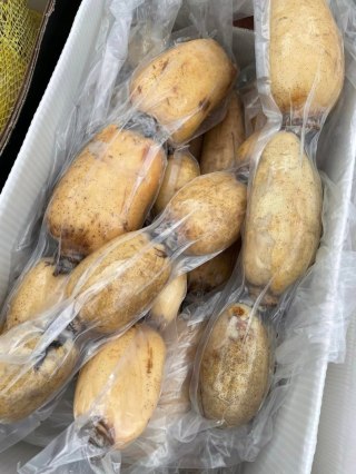 Lotus Root, świeży korzeń Lotosu 10kg- wszechstronny w kuchni