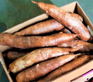 MANIOK jadalny świeży , CASSAVA - 5kg