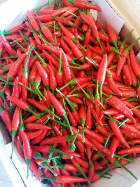 Piri Piri czerwona świeża ostra 250g- Kenia