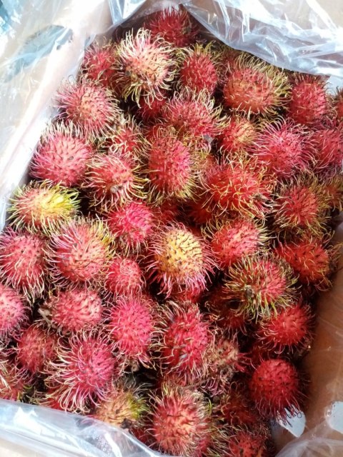 RAMBUTAN ŚWIEŻY PYSZNY ( jak liczi) - 250 g