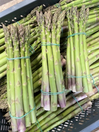 ŚWIEŻE SZPARAGI ZIELONE 500g od producenta gat. I