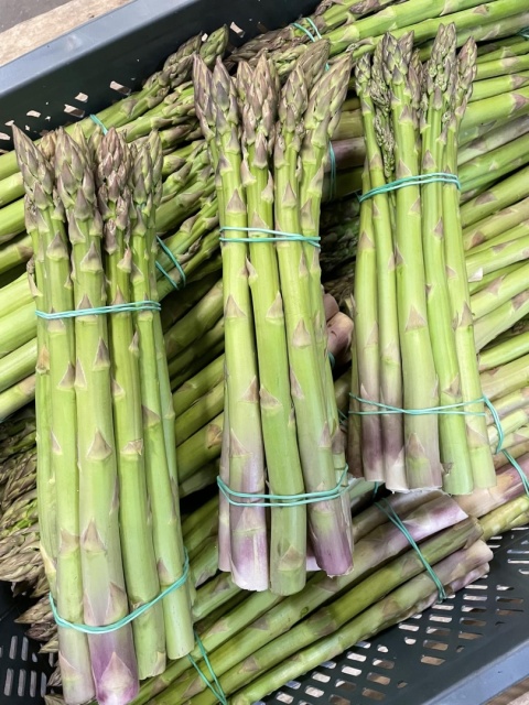 ŚWIEŻE SZPARAGI ZIELONE 500g od producenta gat. I