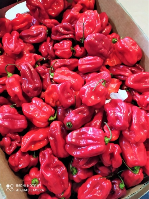 Świeża papryka Habanero czerwona ostra 1kg- Holandia