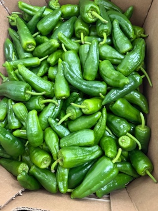 Świeża papryka PADRON 500g- Hiszpania