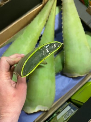Świeże liście , liść ALOESU ( Aloe Vera) waga ok.600g 1 sztuka , na soki i kosmetyki - Hiszpanii