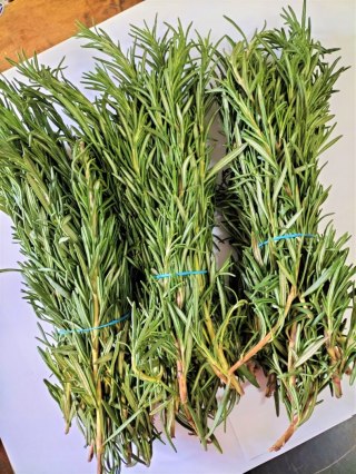 Świeży ROZMARYN cięty 100g- kraj Kenia